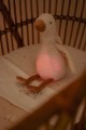 cuddle-goose-light-sound-ld8440-5 - Small.jpg